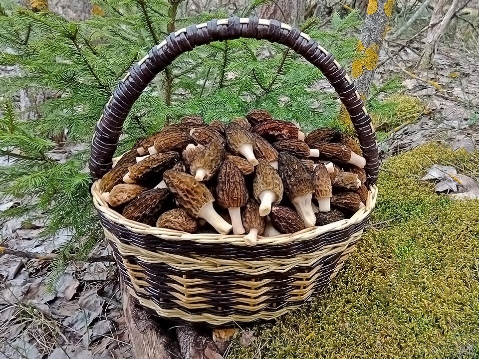 Грибники из Шатуры рассказали, куда отправляться за сморчками