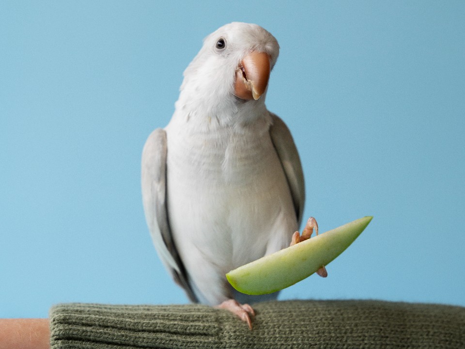 В Егорьевске ищут собеседника для говорящего попугая