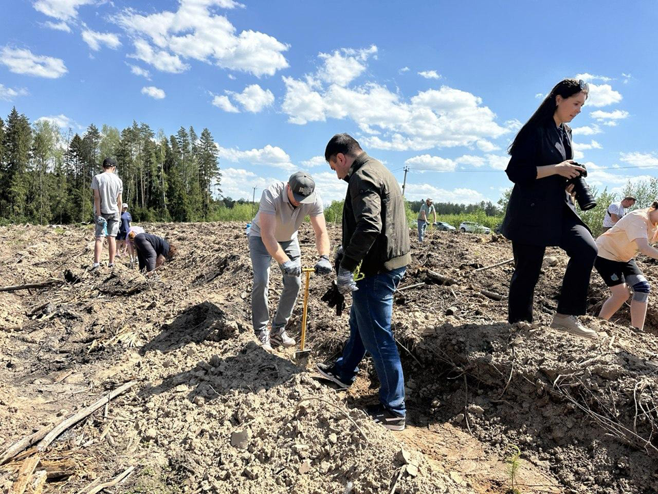 Саженцы сосны высадили в Щелкове участники экопраздника «Удивительный лес»