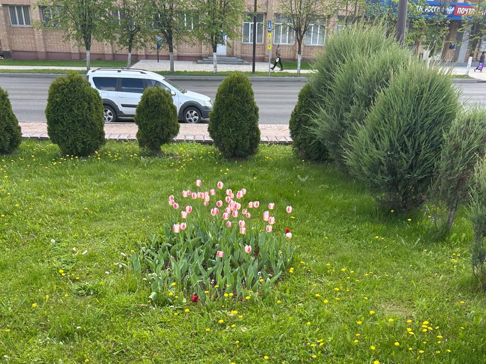 В Наро-Фоминске хулиганы сорвали более сотни тюльпанов с клумбы на площади