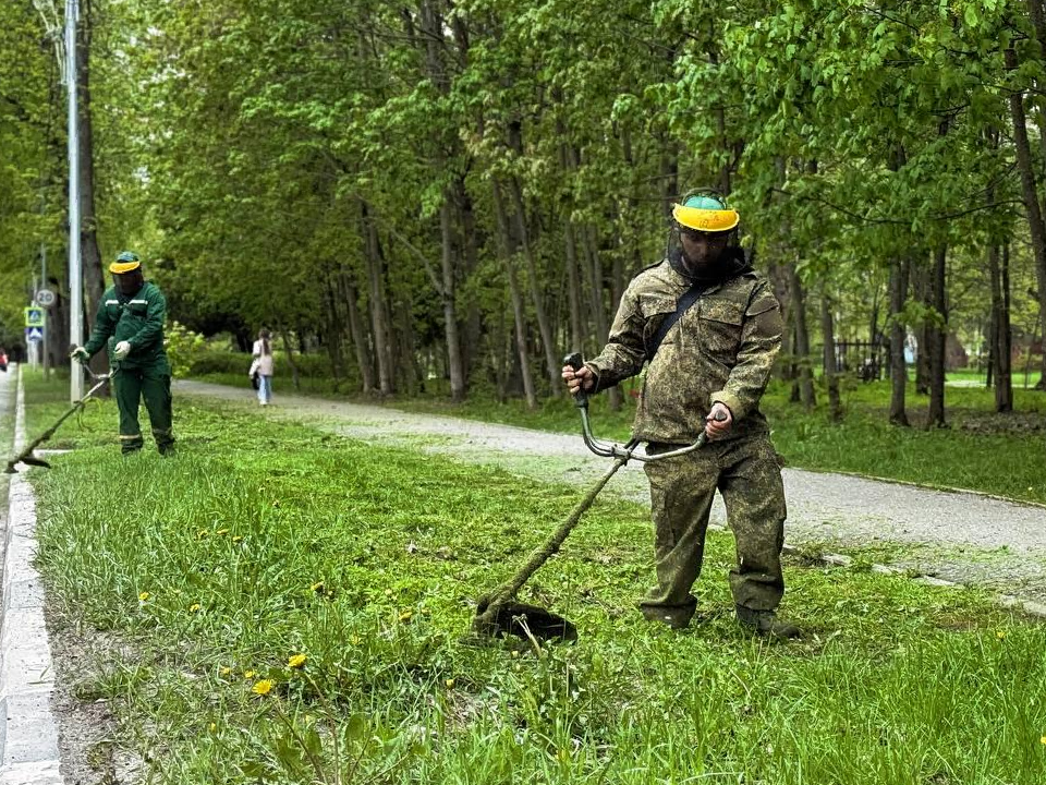 Жители Дубны заметили бригады косарей с триммерами на улицах города