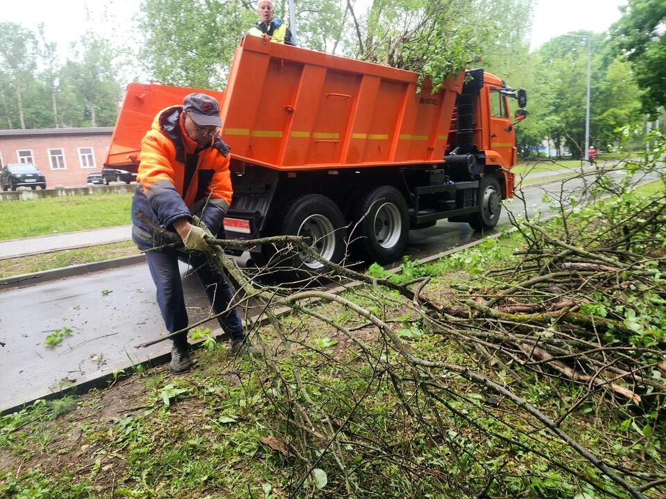 Коммунальщики спилили аварийные деревья на бульваре Насибулина
