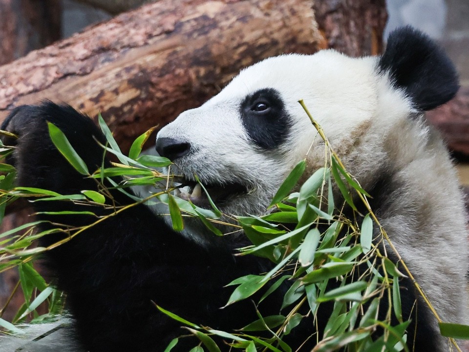 Панду Катюшу угостили «вкусной звездой» в честь Дня Победы