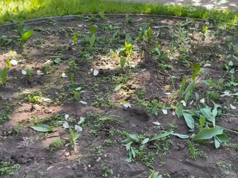 В Дзержинском ищут вандалов, уничтожающих городские клумбы