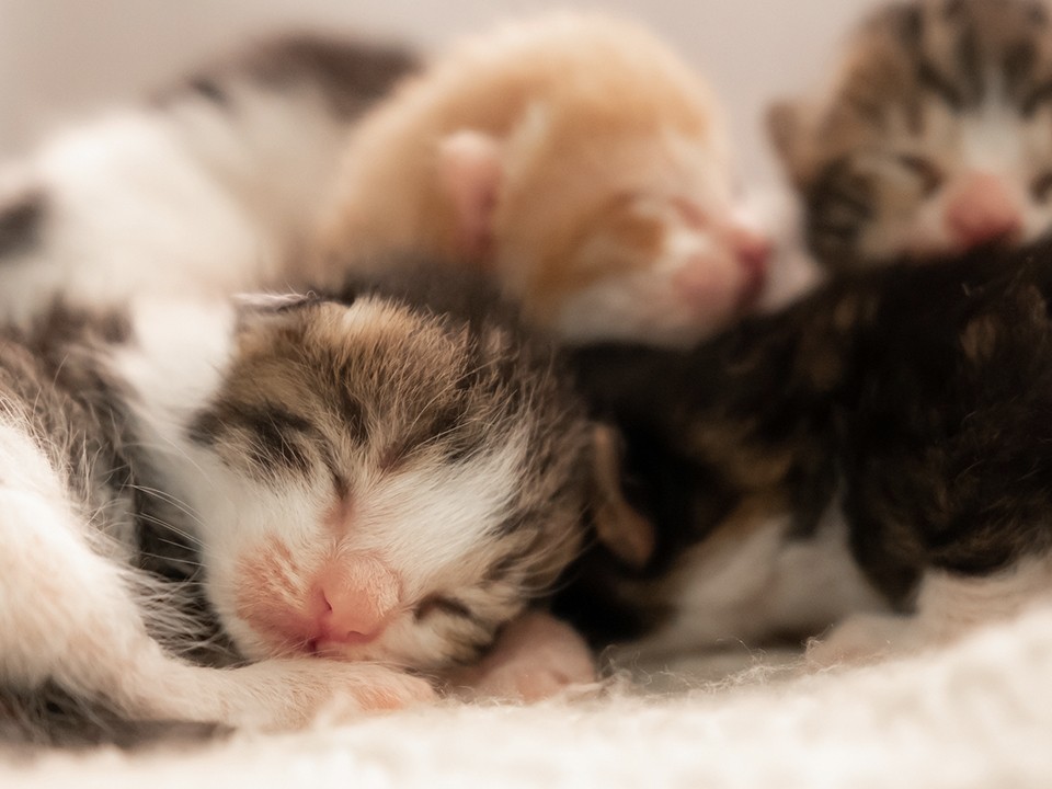 В Домодедове ищут кормящую кошку для выброшенных слепых котят