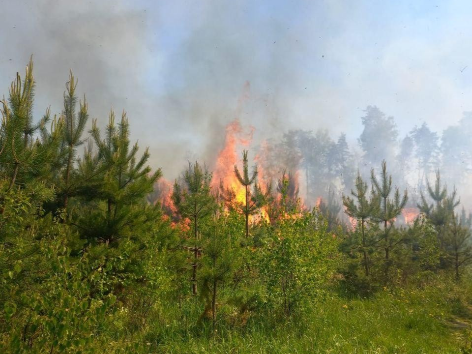 Риск лесных пожаров возрастет на территории Подмосковья