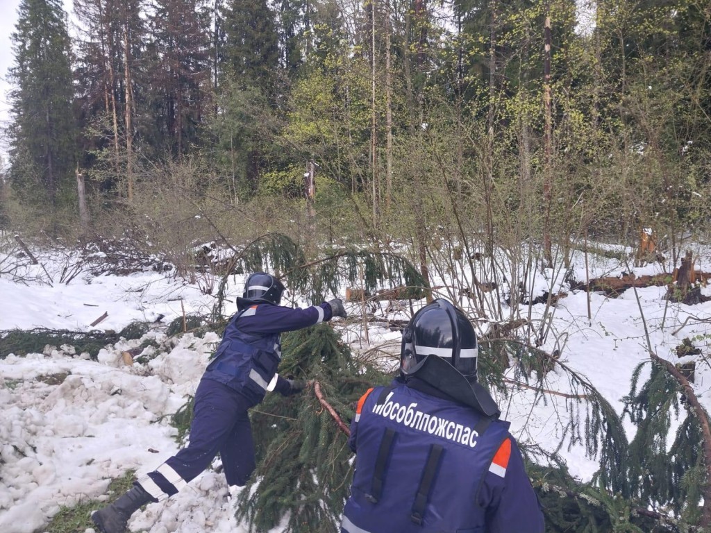 Подмосковные спасатели расчистили десятки дорог от поваленных деревьев