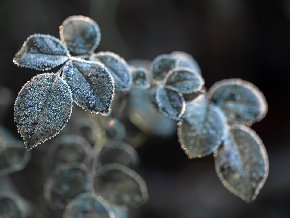 Жителей Чехова предупредили о майских заморозках