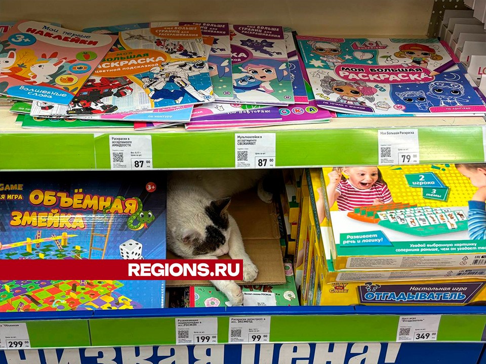 Хитрый кот из Солнечногорска решил продать себя по цене книги, чтобы обрести дом