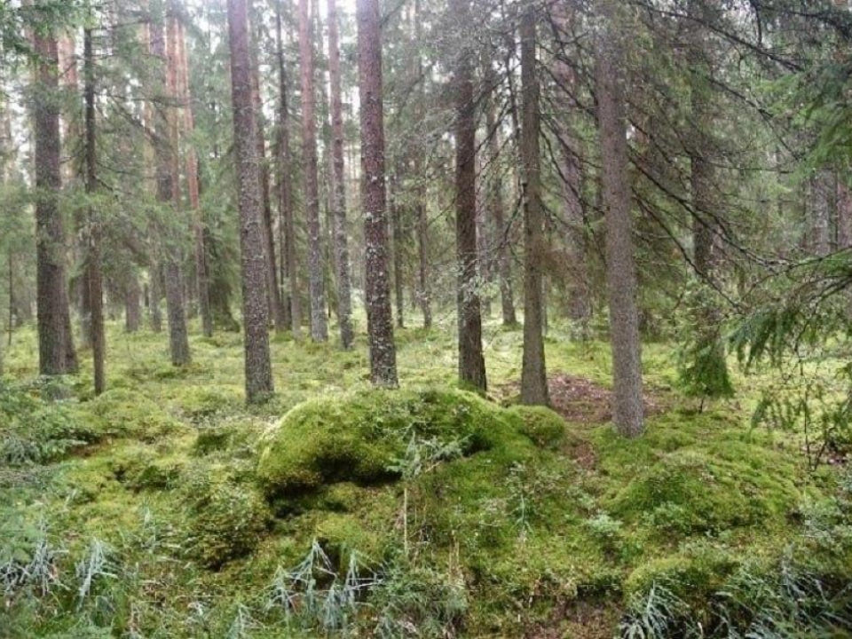 В Лотошине оценили состояние природного заказника «Верховье»