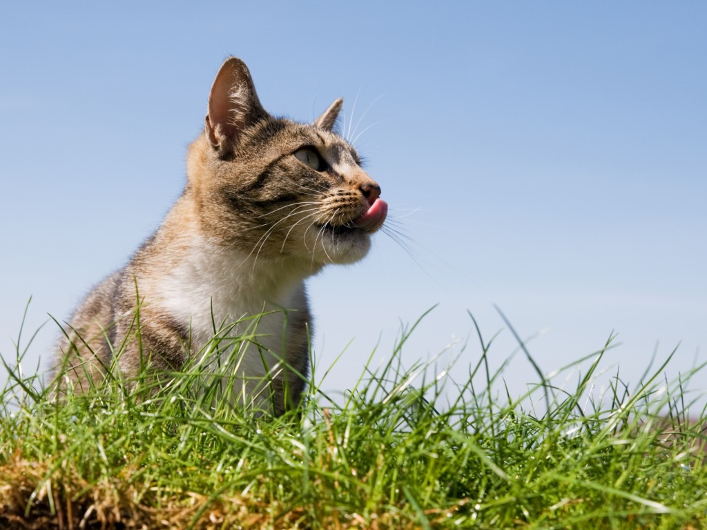 Ветеринар дал советы, как подготовить кошку к поездке на дачу