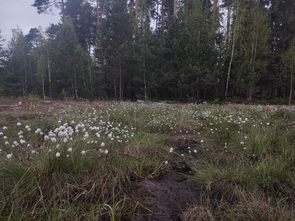 Где под Звенигородом можно найти мистическое растение-хищник