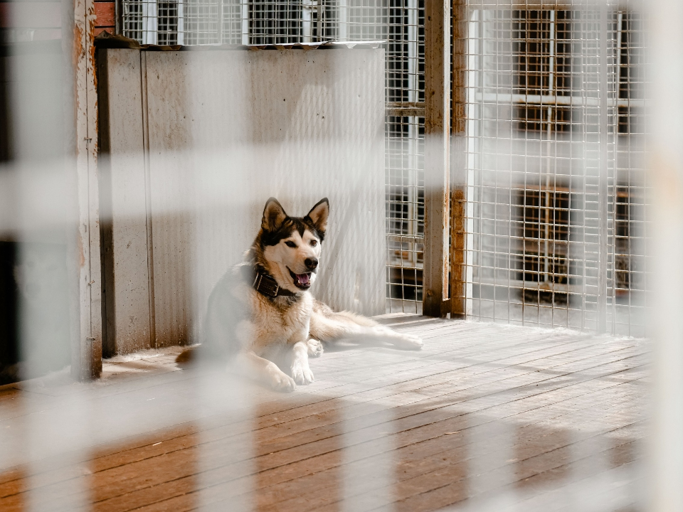 Брошенного в аэропорту Шереметьево хаски забрали волонтеры