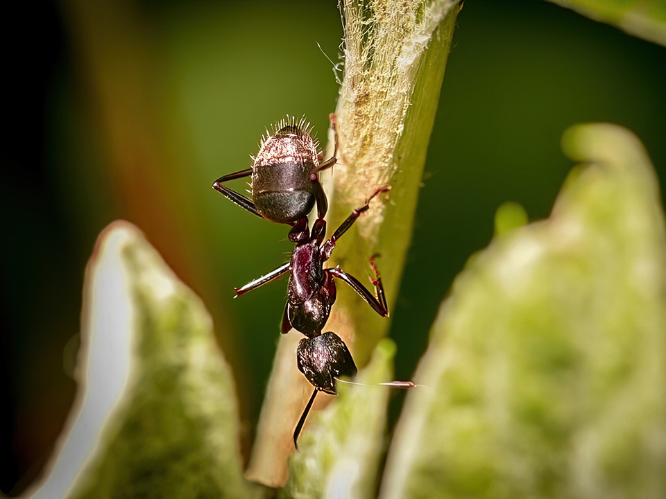 Как на все лето избавить участок в Пушкинском округе от тли, муравьев и слизней