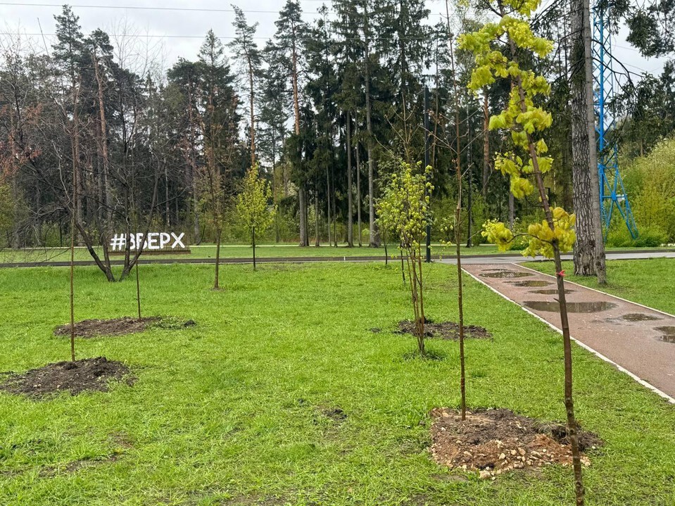 В Пестовском парке Балашихи высадили деревья в честь павших бойцов СВО