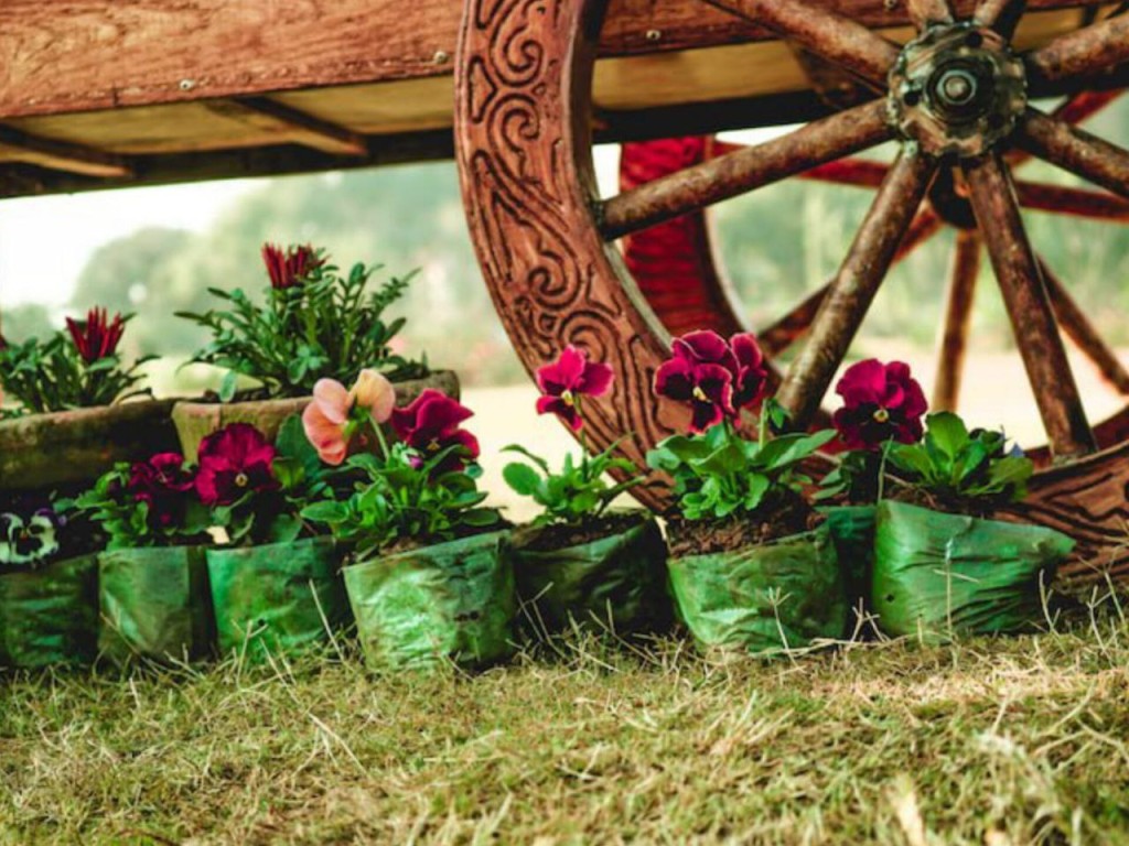 Интересные цветочные истории и уроки здоровья ждут талдомчан в субботу