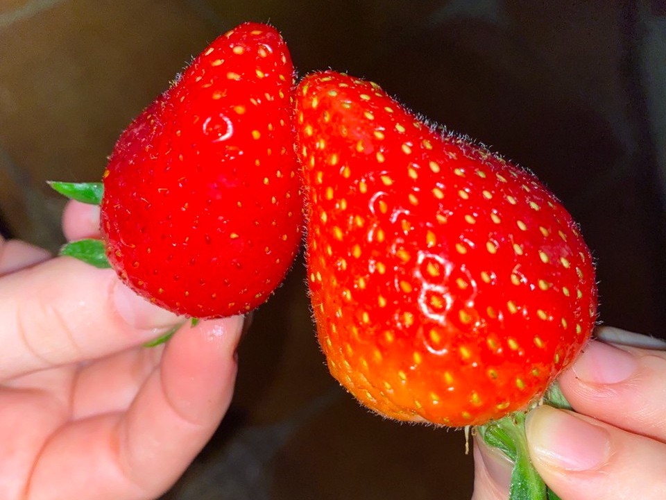 Черноголовцам рассказали, как выбрать сочную и сладкую клубнику