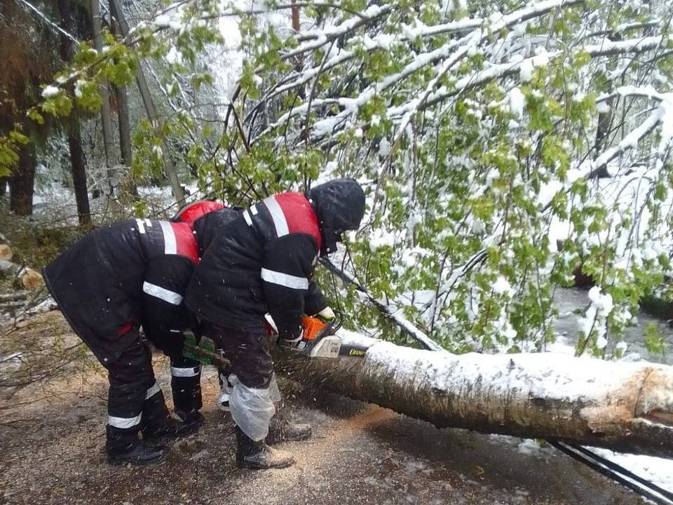 Поваленные из-за мокрого снега деревья в Лобне уже распиливают