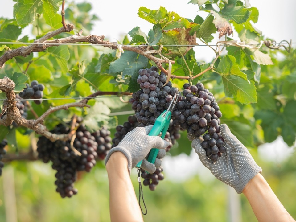 Россия стала винодельческой державой