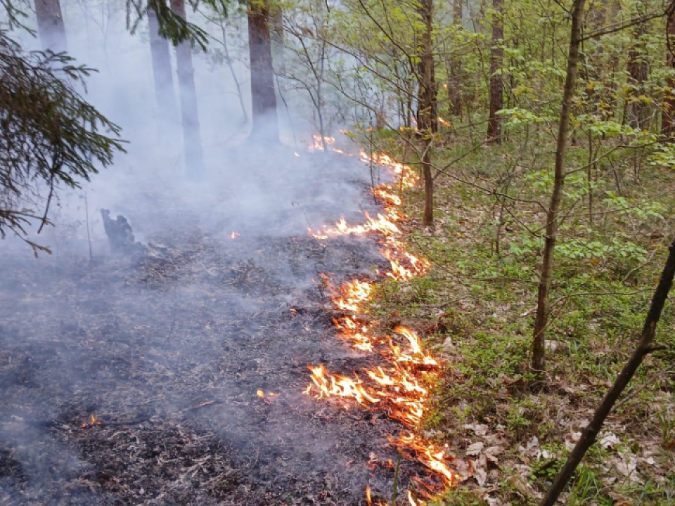 Пожароопасность в лесах Подмосковья: прогноз на 16–17 мая
