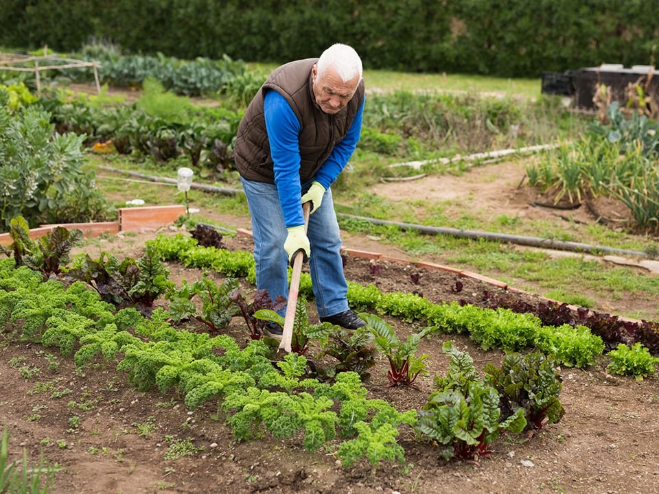 Дачников предупредили о штрафах до ₽300 тыс. за выращивание ряда растений