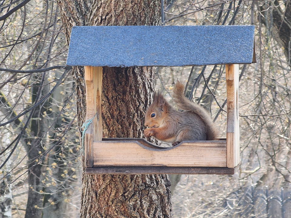 Белки в лесах Ленинского округа начали менять зимний окрас на летний