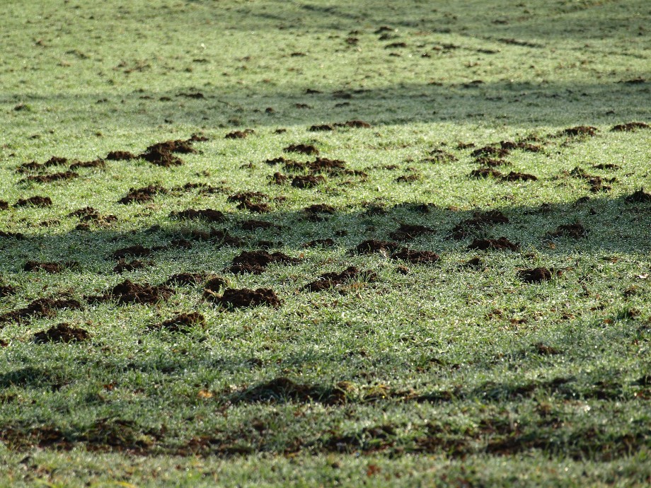 Агроном рассказал, как бороться с кротами на дачном участке