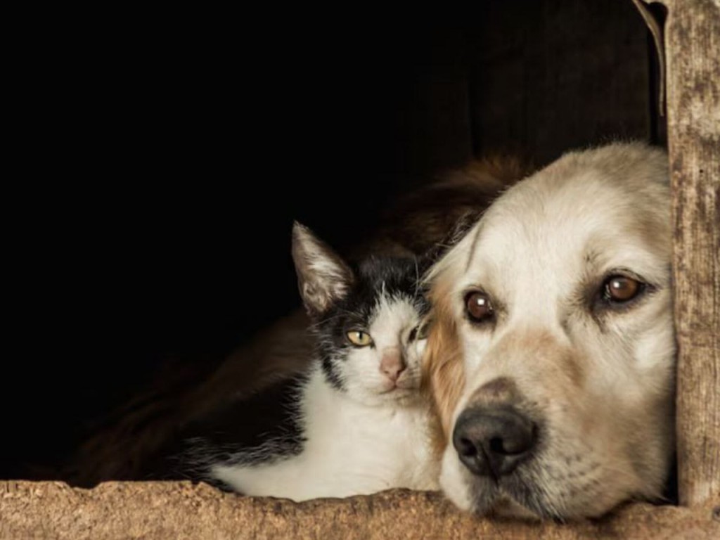 Интересные факты о животных и народных традициях в мире талдомчане узнают 26 мая