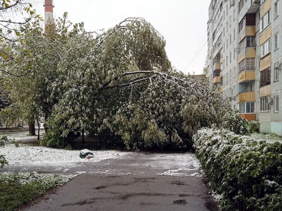 Упавшее под тяжестью снега дерево оперативно убрали с улицы Магистральной