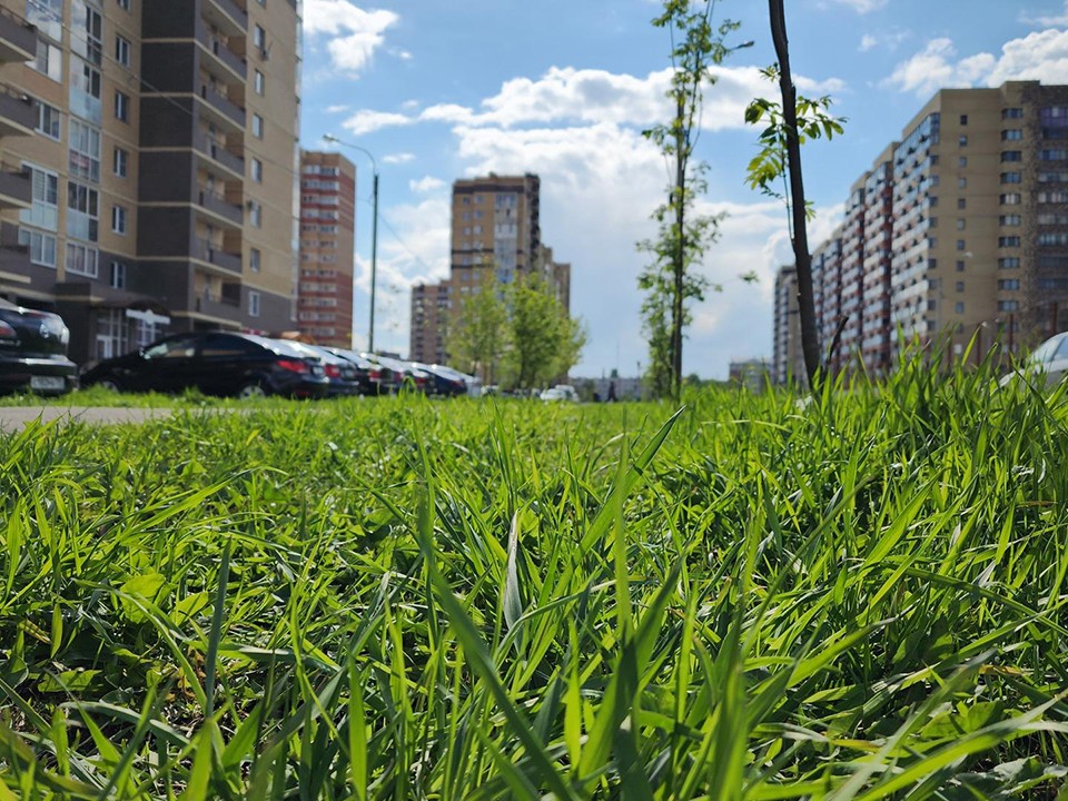 В Лосино-Петровском возвращают зелень на «лысые» газоны