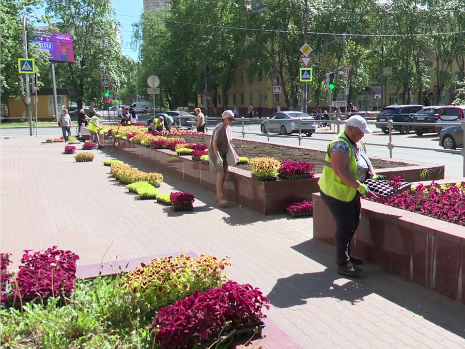 Реутов в цветах: в наукограде высадили 4,5 тысячи цветов колеуса