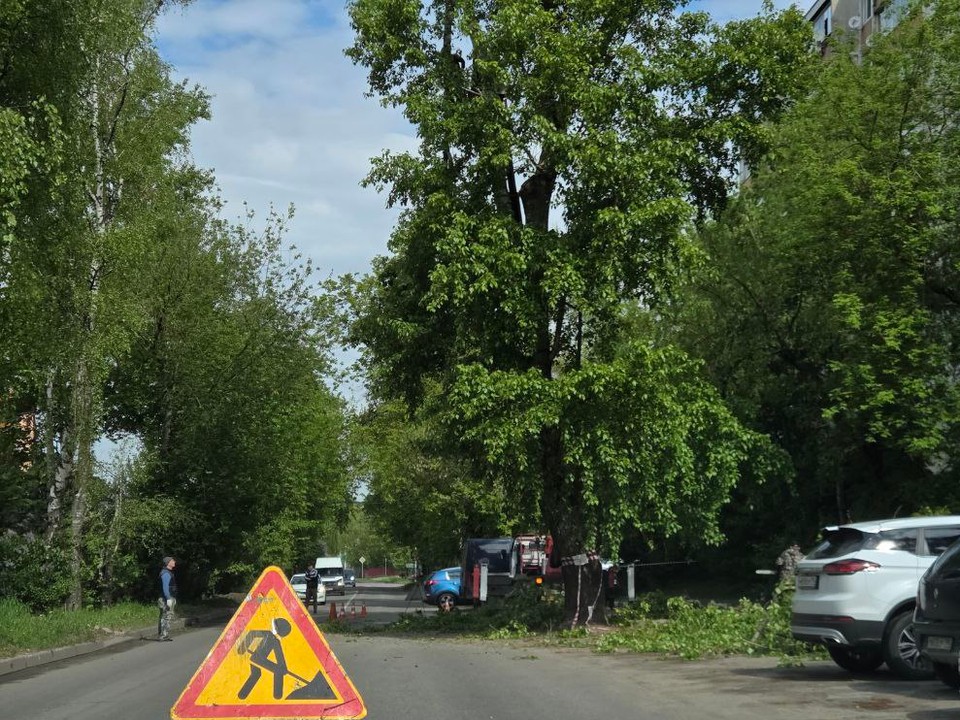 На улице Колхозной обрежут тополя
