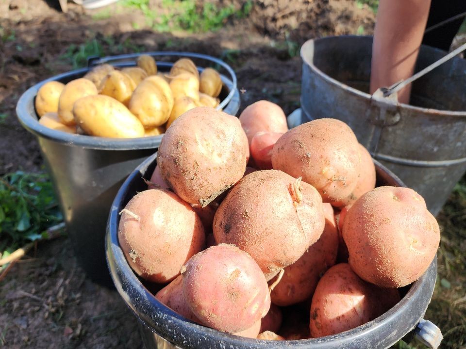 Названы сроки падения розничных цен на картофель