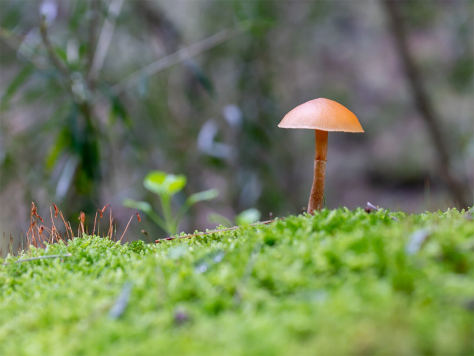 Редкий гриб «ведьмин котелок» стал талисманом для грибницы из Истры