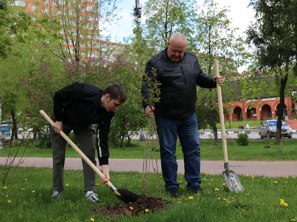 Цветение сирени, высаженной в сквере Ветеранов, будет напоминать дзержинцам о подвиге героев ВОВ