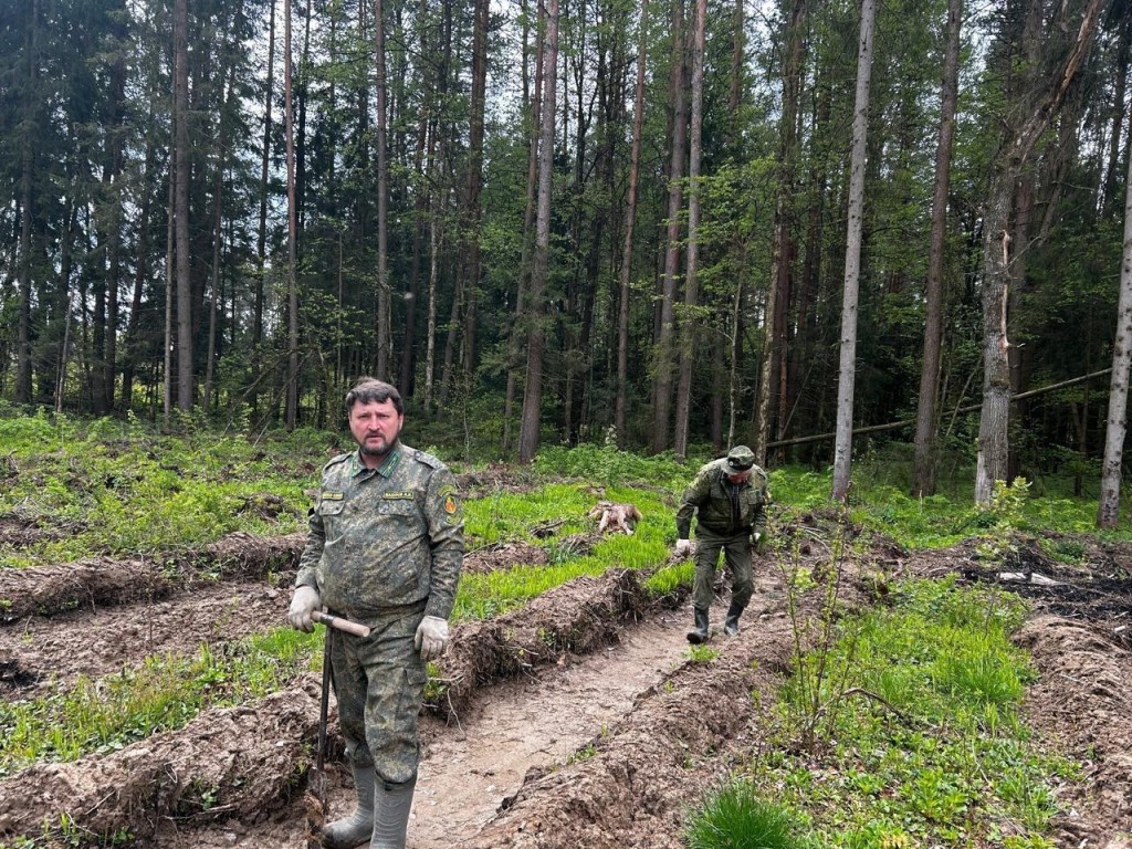 В Хлюпине высадили 2 тыс. молодых сосен для восстановления леса