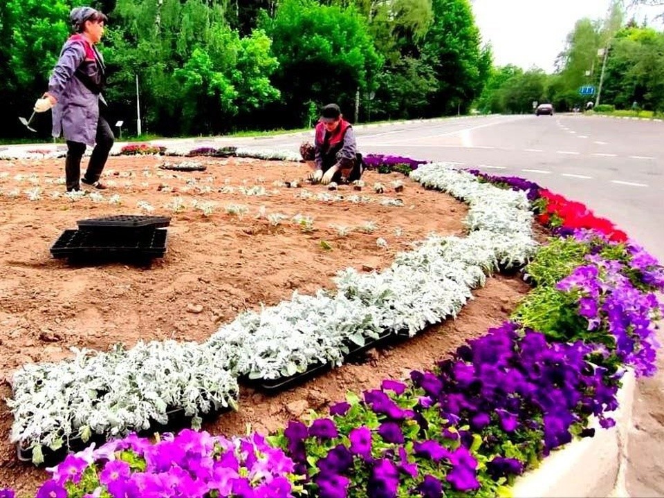 Петуньи и цинераррии посадили коммунальщики на краснознаменских клумбах