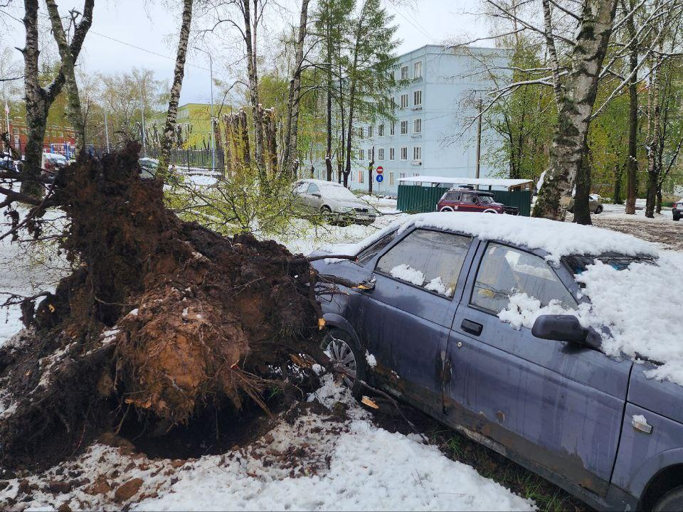 В Дмитрове автомобили вытащили из-под упавших при снегопаде деревьев
