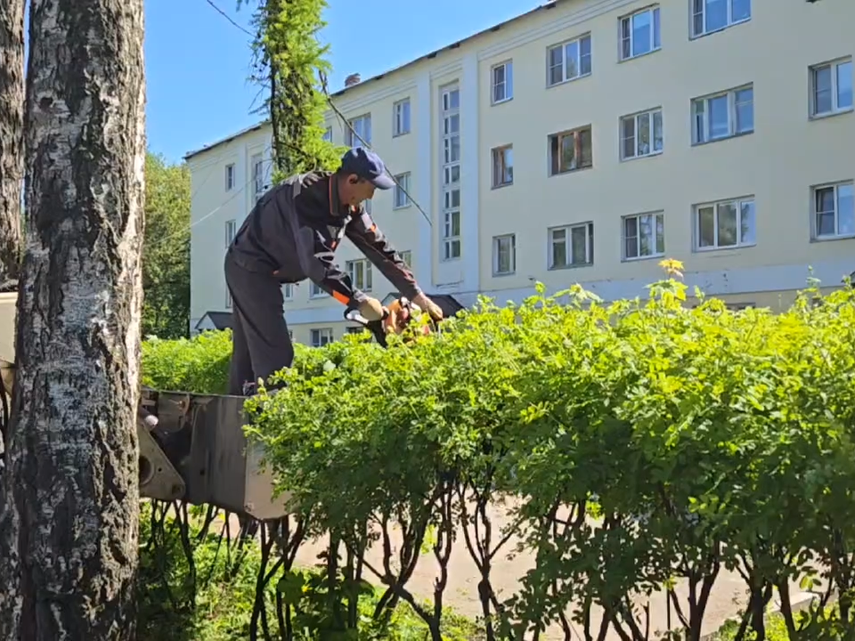 Во Власихе привели в порядок кустарники и высадили цветы на клумбы города