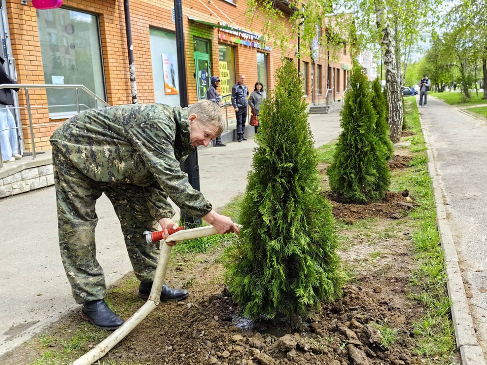 В Нахабине высадили свежие туи на улице Школьной