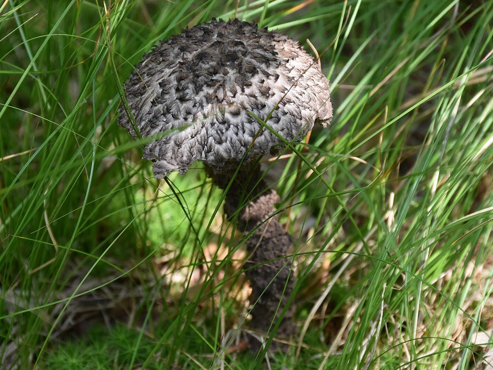 За сбор краснокнижных грибов в подмосковных лесах грозит штраф до ₽3 млн