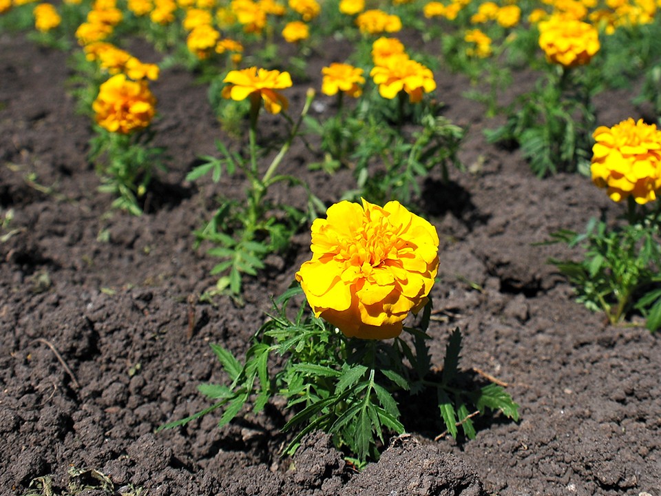 На Новлянской ривьере в Воскресенске появилось слово «Победа» из цветов