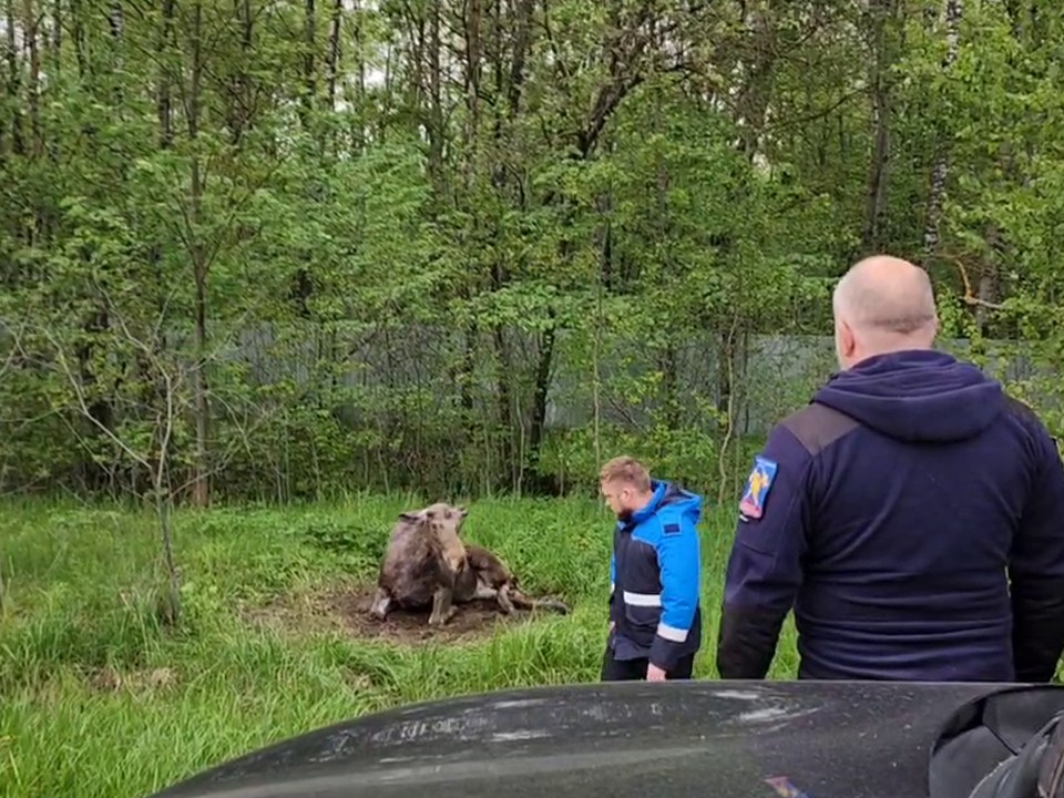 Пострадавшему лосю ввели третью дозу успокоительного