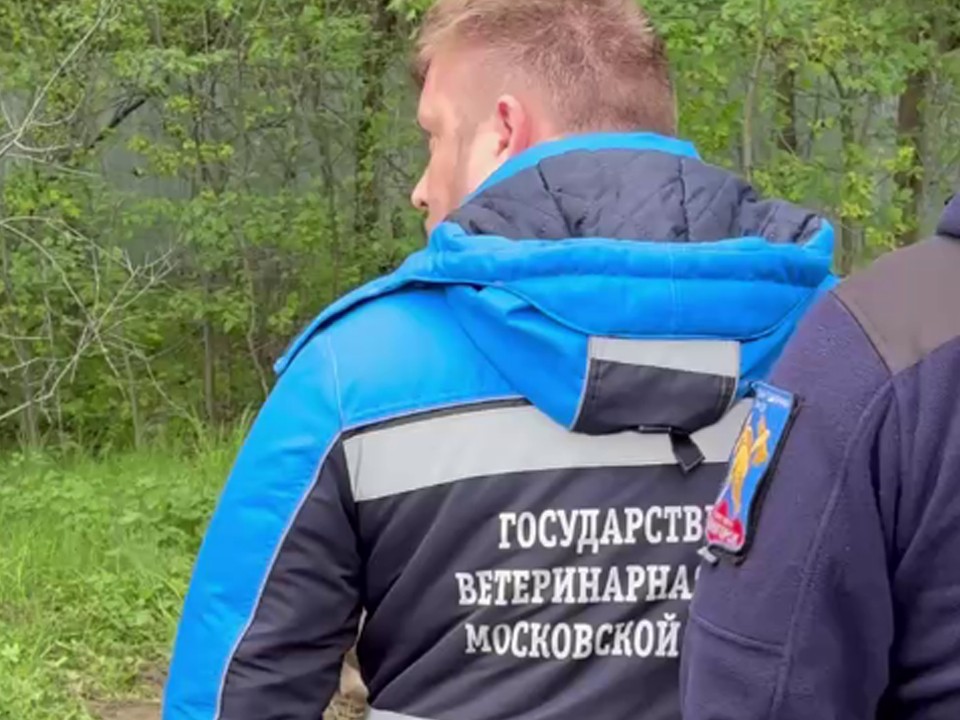 Ветеринар осмотрел сбитого под Истрой лося
