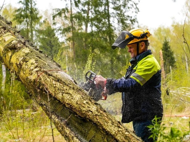 В Истре удалили 74 аварийных дерева за неделю