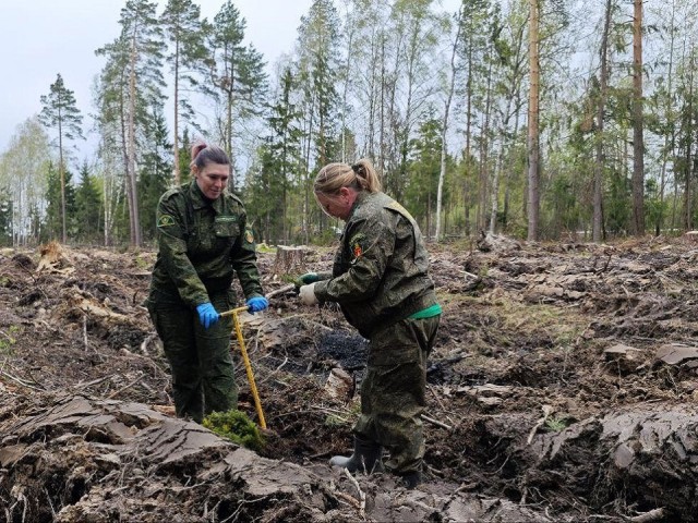 В Орехово-Зуевском округе высадили более 23 тыс. деревьев