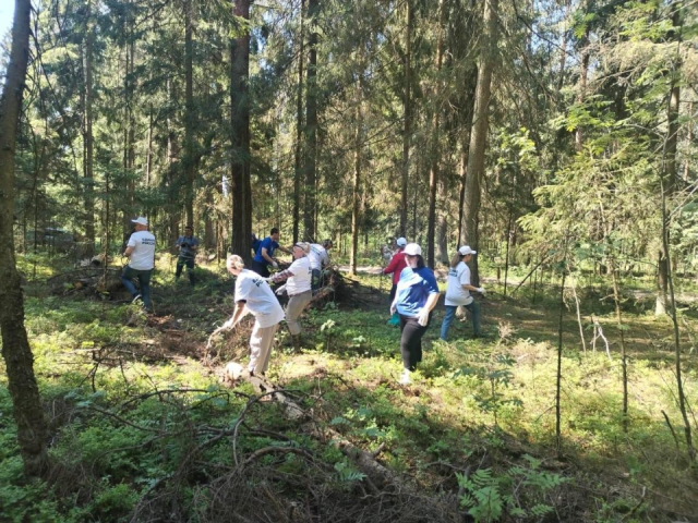 В Талдомском городском округе очистили лес от валежника