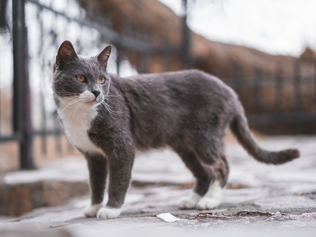 Дзержинский кот выжил после столкновения с автомобилем на большой скорости
