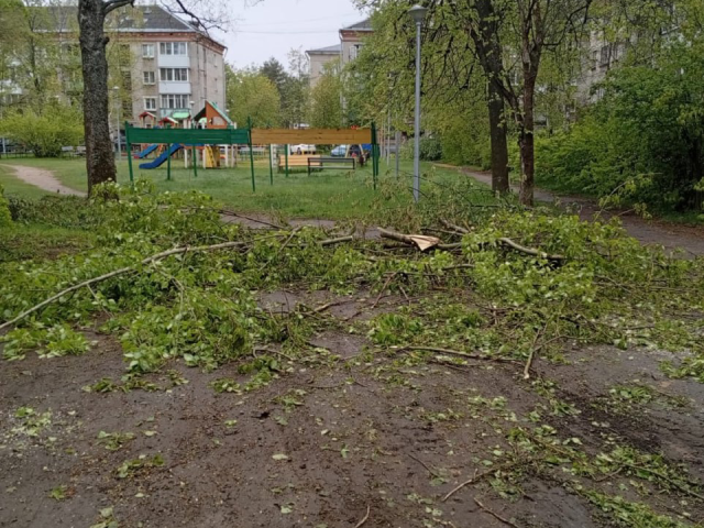 В Дубне убрали упавшее возле детской площадки на улице Мичурина дерево