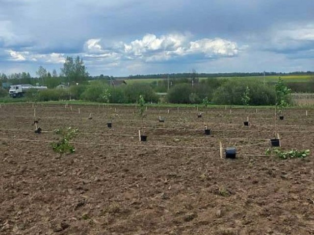 В честь 80-летия Победы возле села Суворово высадили фруктовый сад